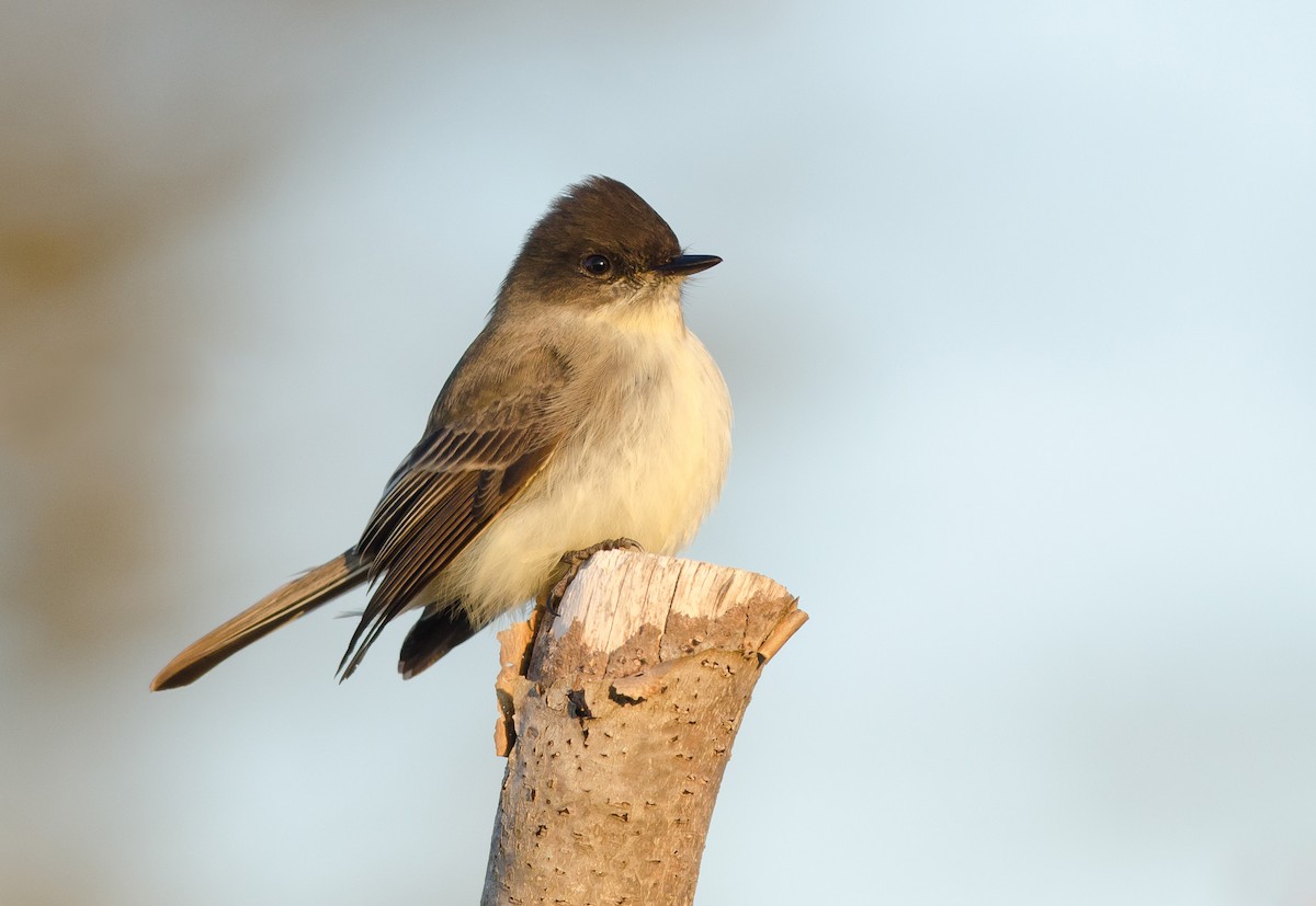 Eastern Phoebe - ML44175571