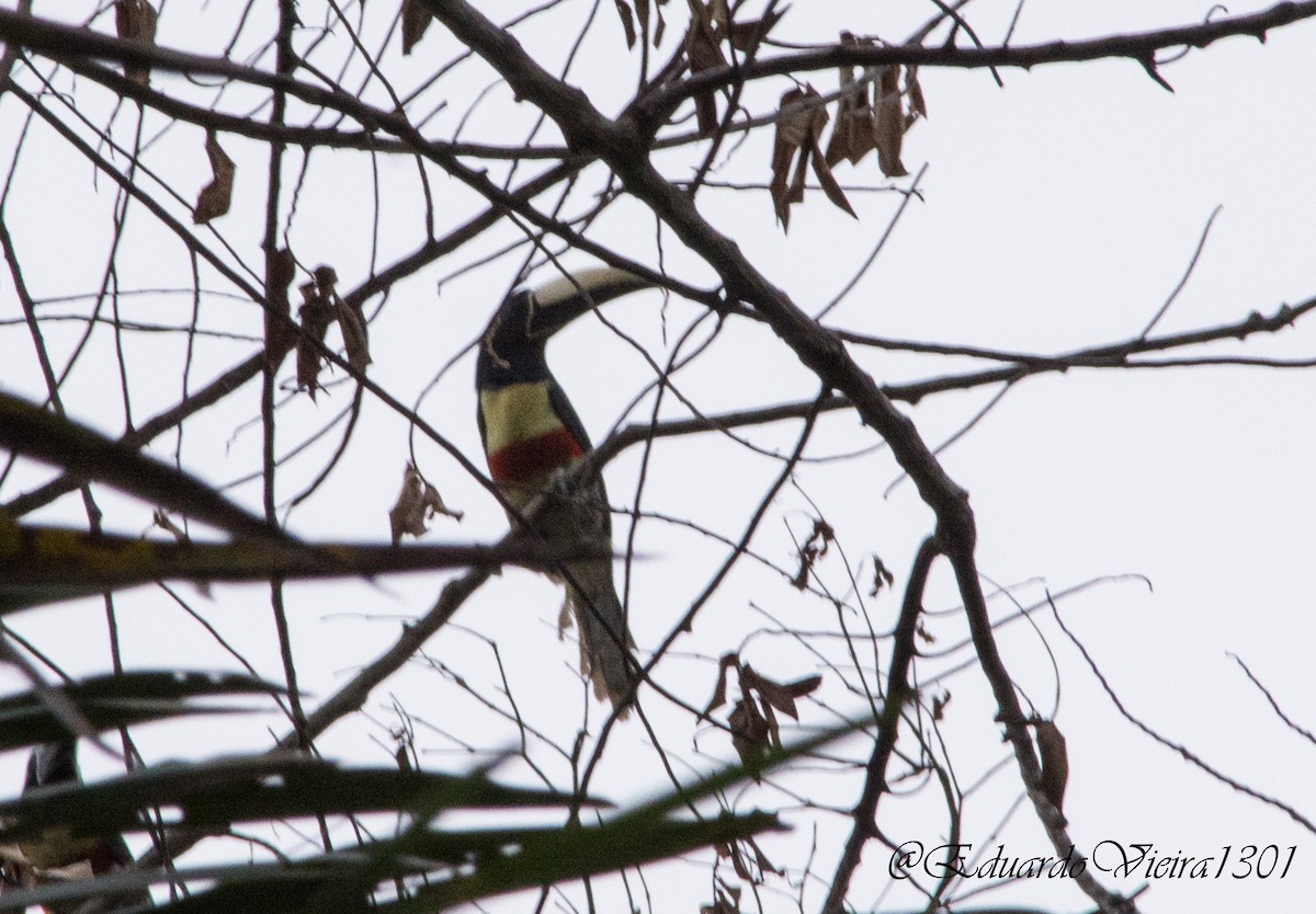 Black-necked Aracari - ML441755711