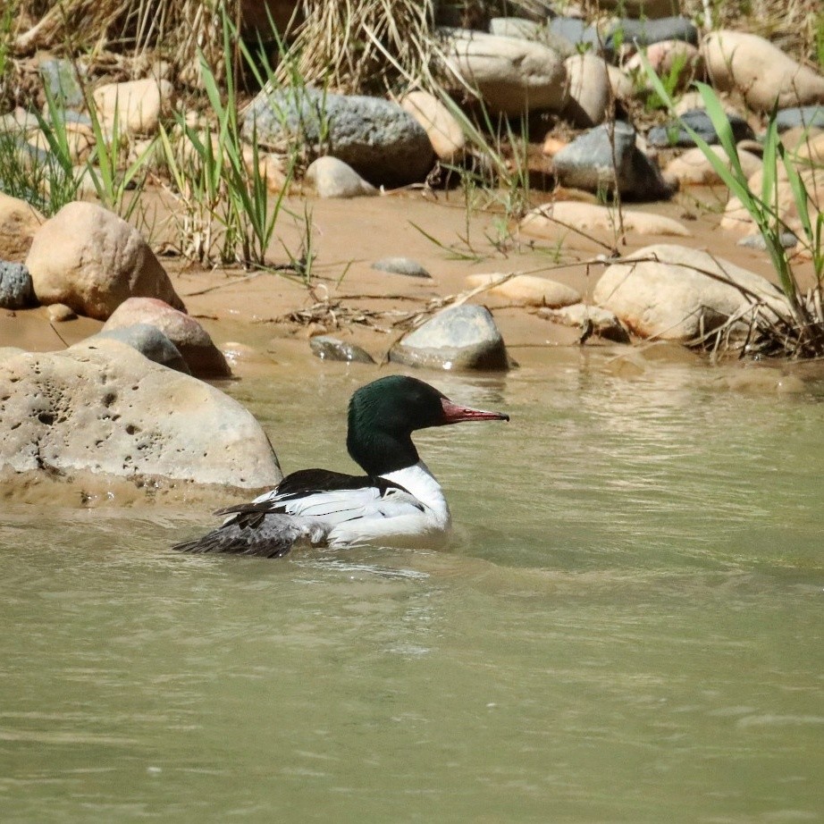 Common Merganser - ML441756791