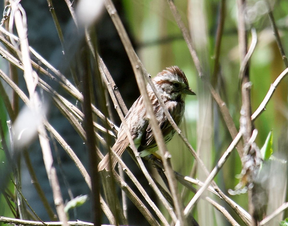 Song Sparrow - ML441757281