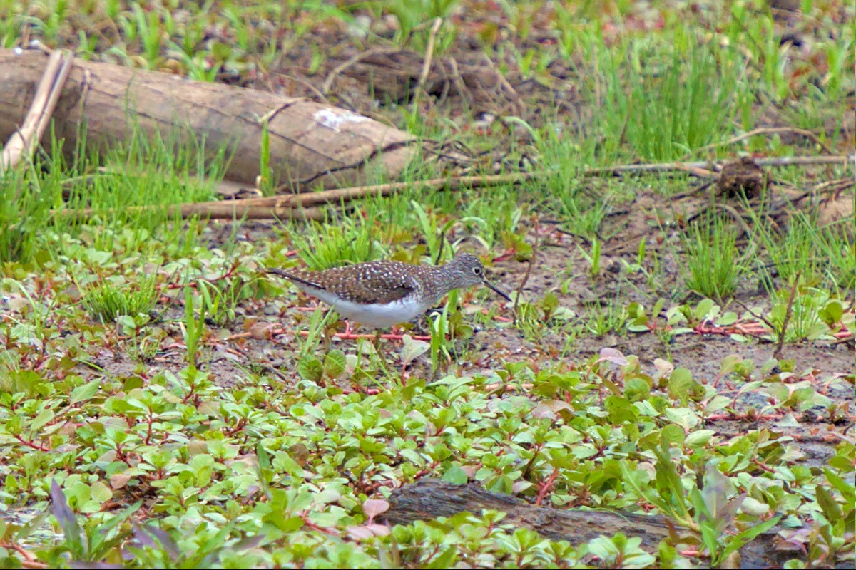 Solitary Sandpiper - ML441758671