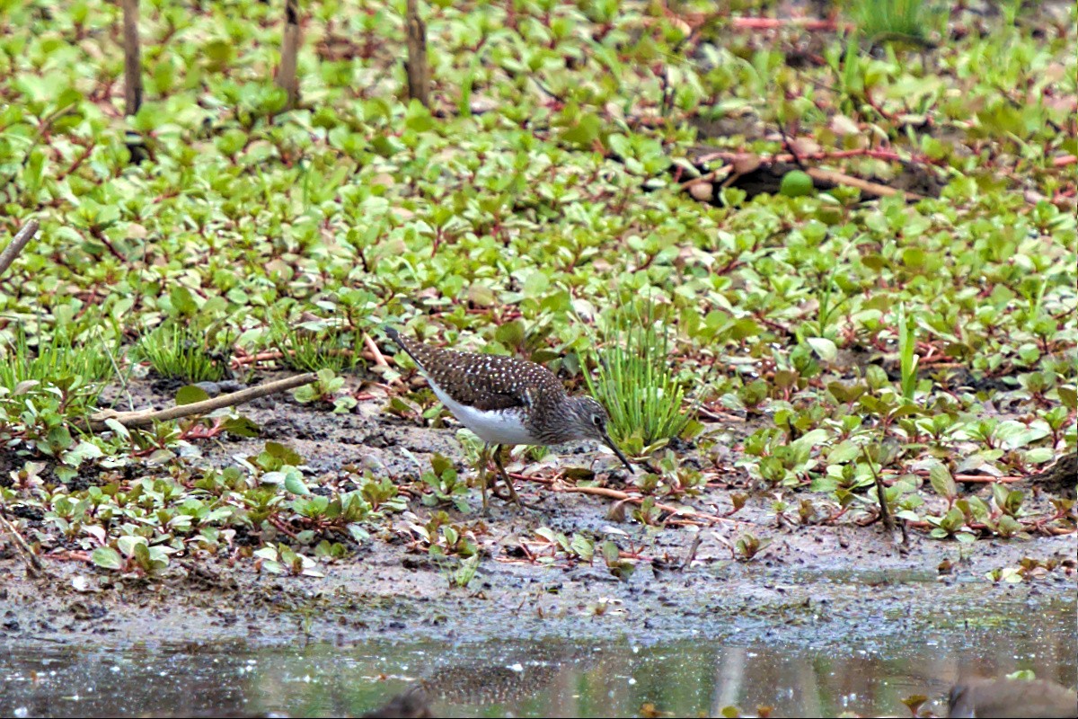 Solitary Sandpiper - ML441758681