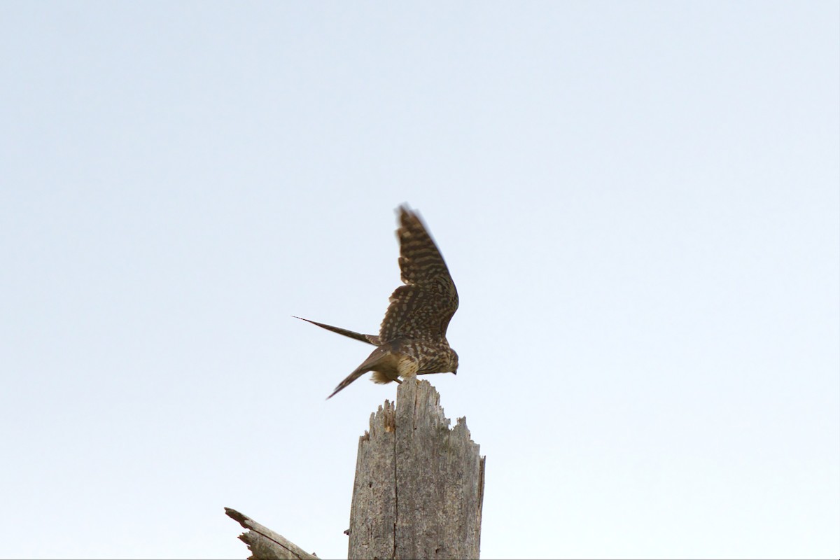Merlin - ML441759581