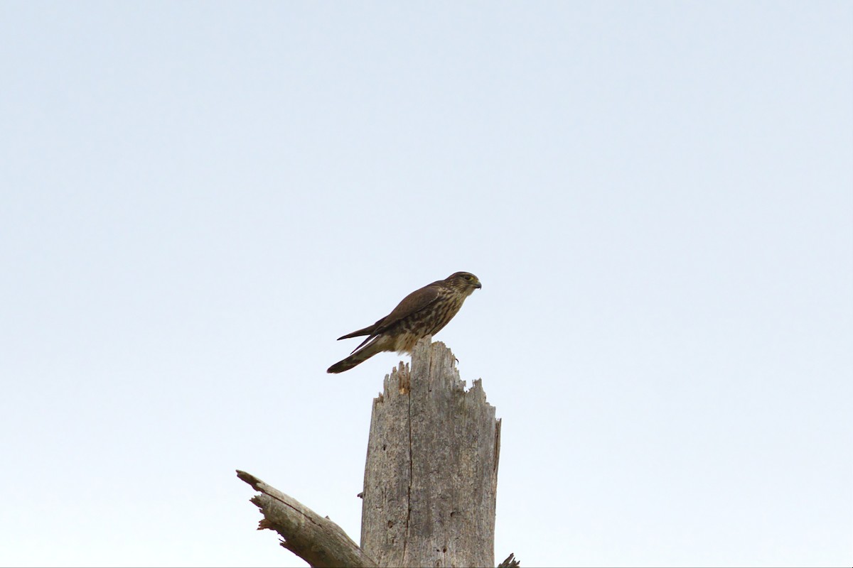 Merlin - ML441759621