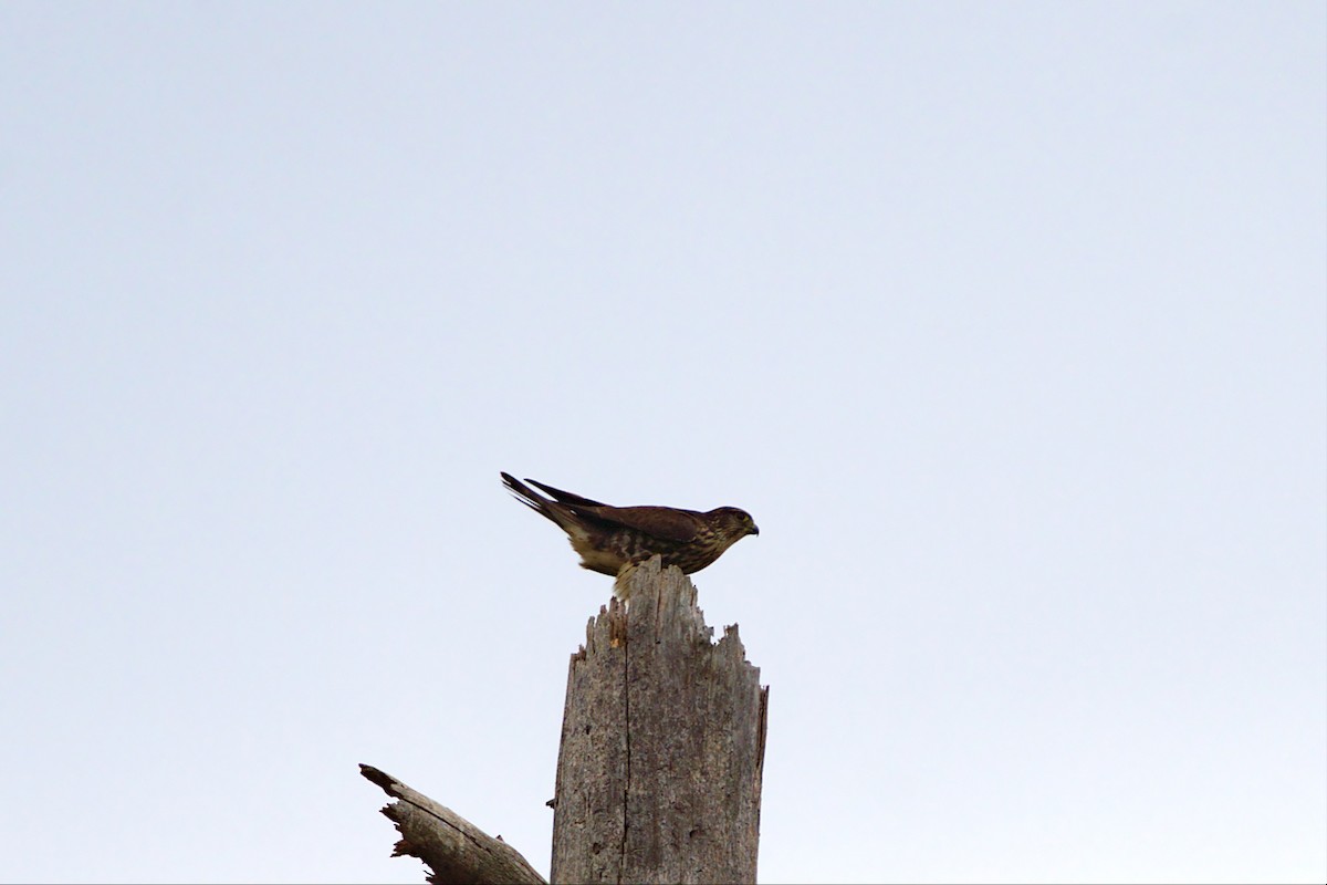 Merlin - ML441759651