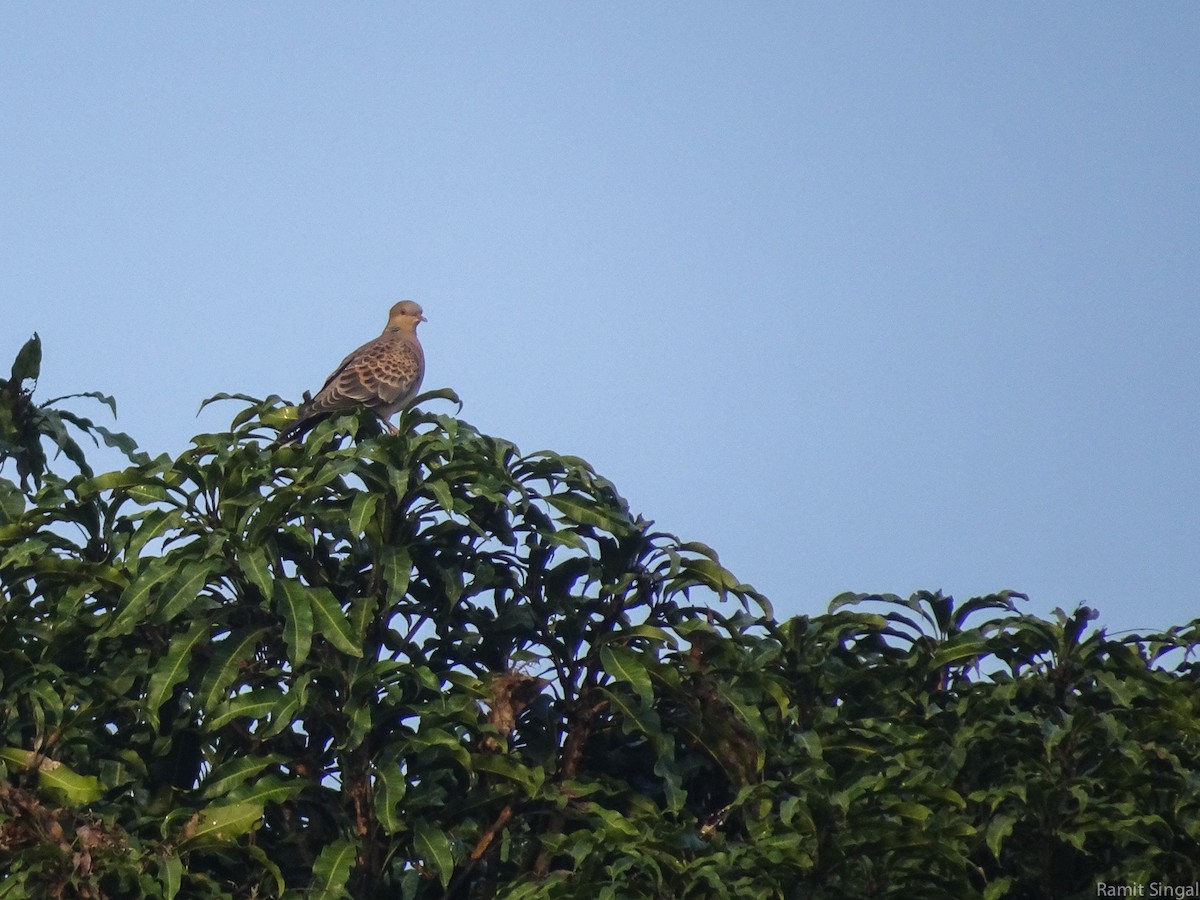 Oriental Turtle-Dove - ML44175971