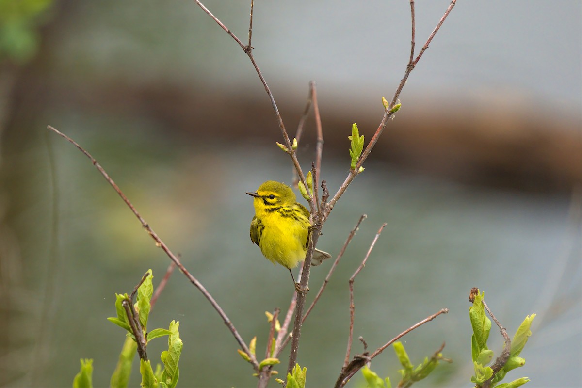 Prairie Warbler - ML441760711