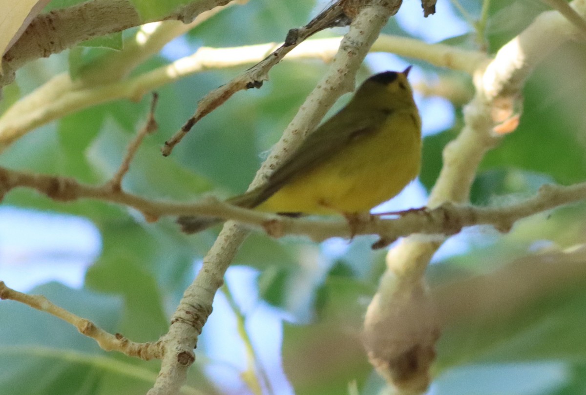 Wilson's Warbler - ML441761201