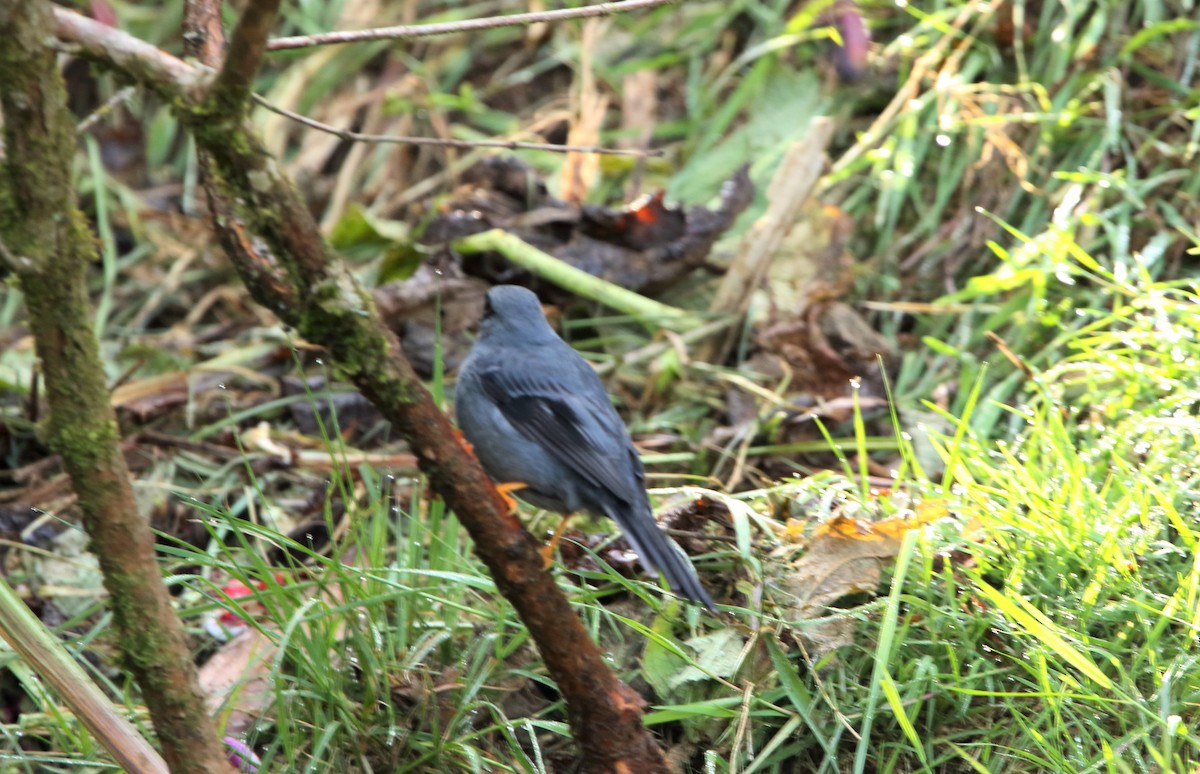 Black-faced Solitaire - ML441761361