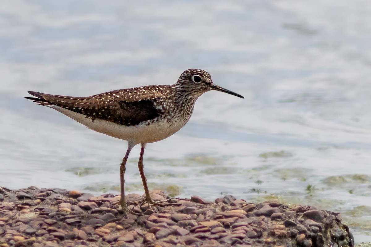 Solitary Sandpiper - ML441763771