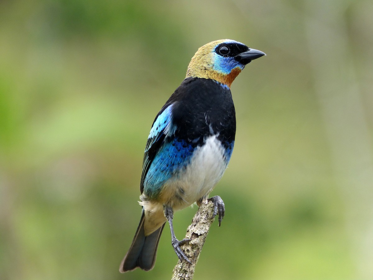 Golden-hooded Tanager - ML441764121