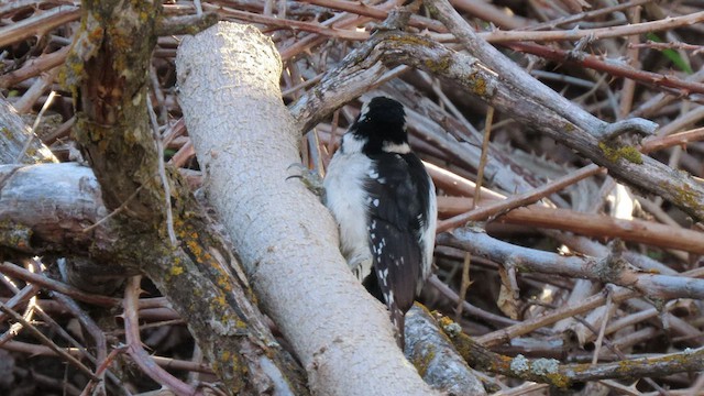 Downy Woodpecker - ML441764181