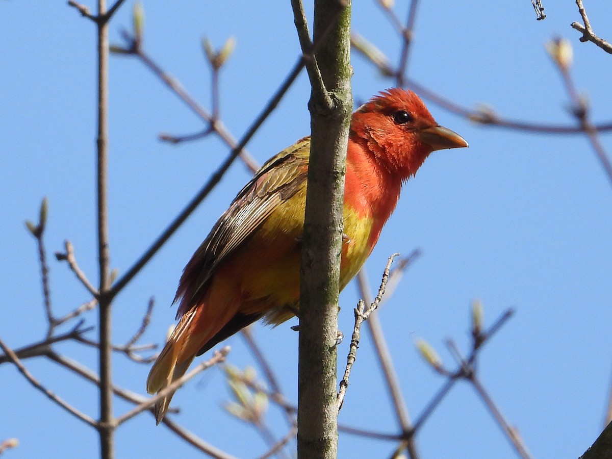 Summer Tanager - Chad Wilson