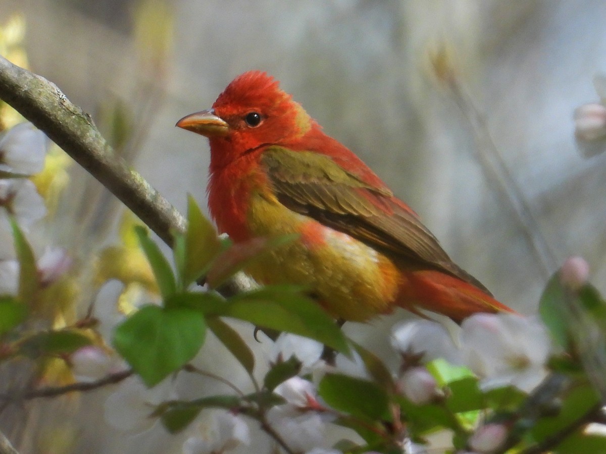 Summer Tanager - Chad Wilson