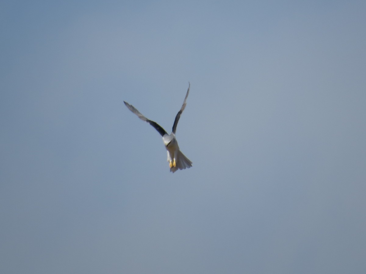 White-tailed Kite - Howard King