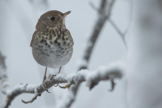 Hermit Thrush - Shelly Dunn