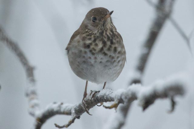 Hermit Thrush - Shelly Dunn