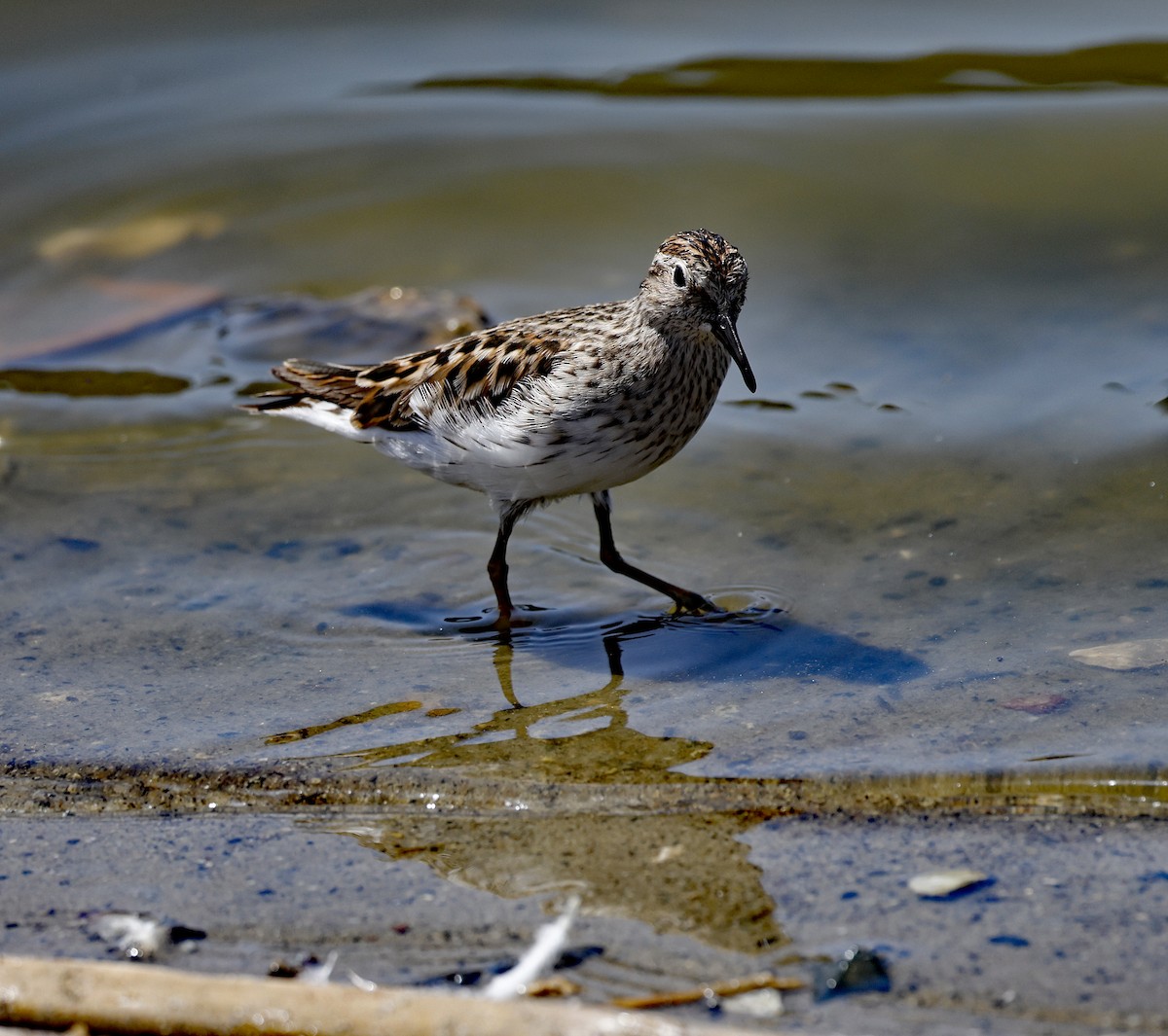 Wiesenstrandläufer - ML441765741