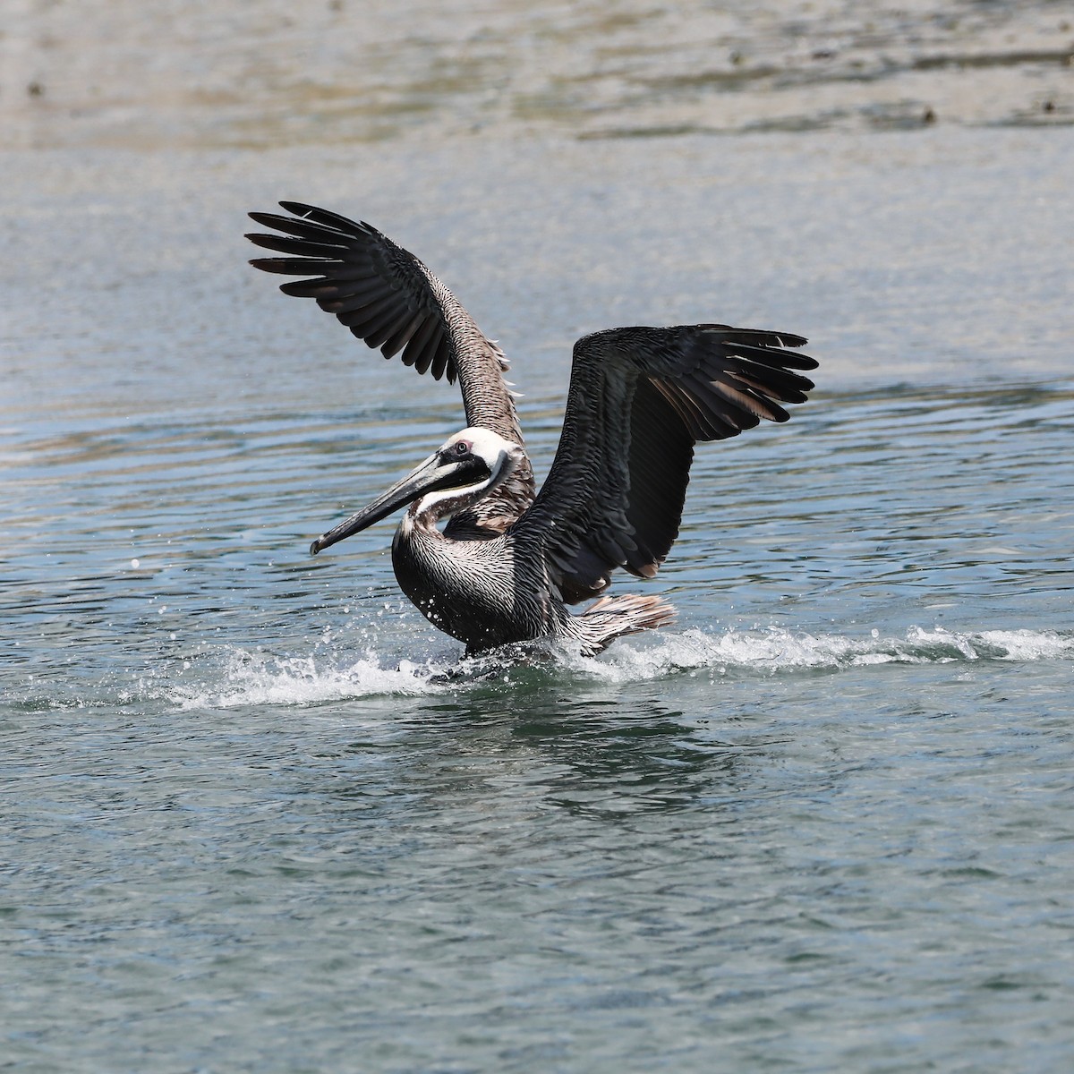 Brown Pelican - ML441767921