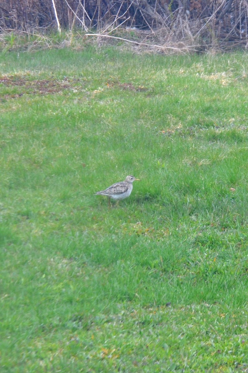 Upland Sandpiper - ML441768321