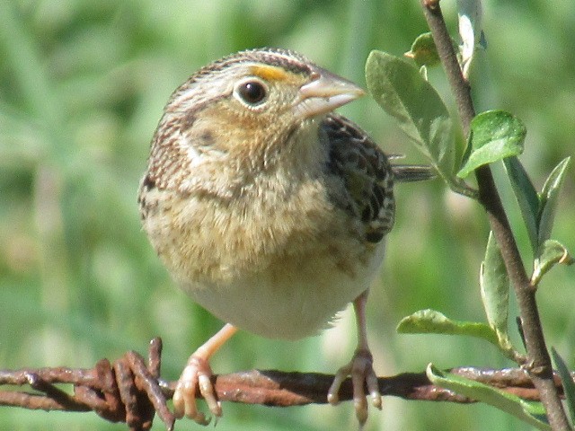 Grasshopper Sparrow - ML441768481