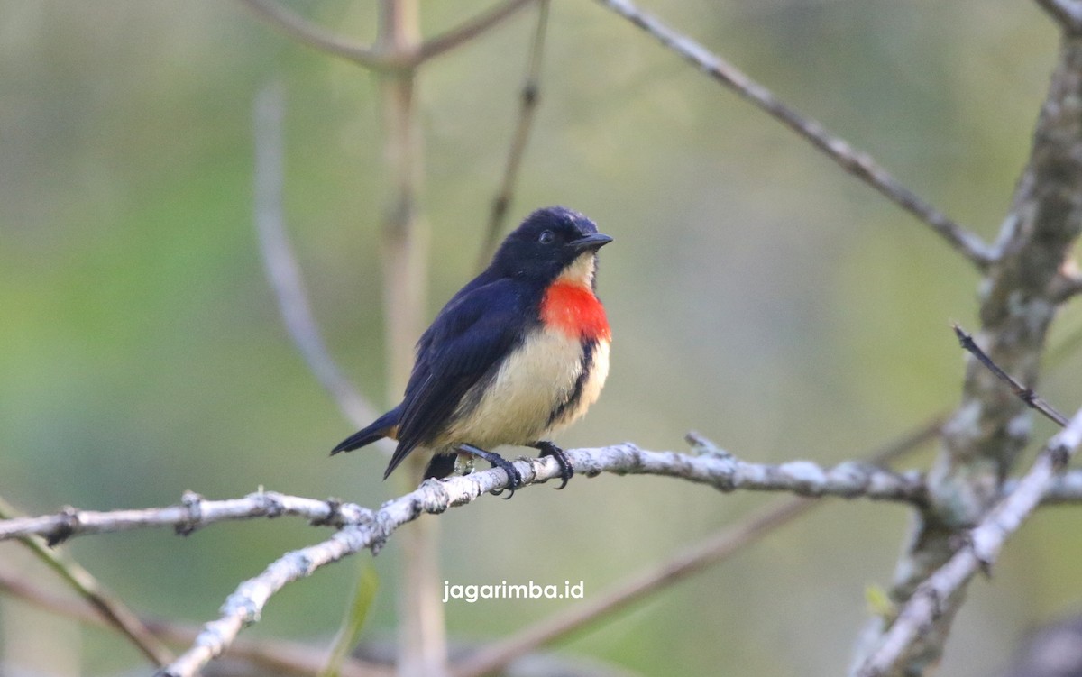 Flores Flowerpecker - Yovie Jehabut