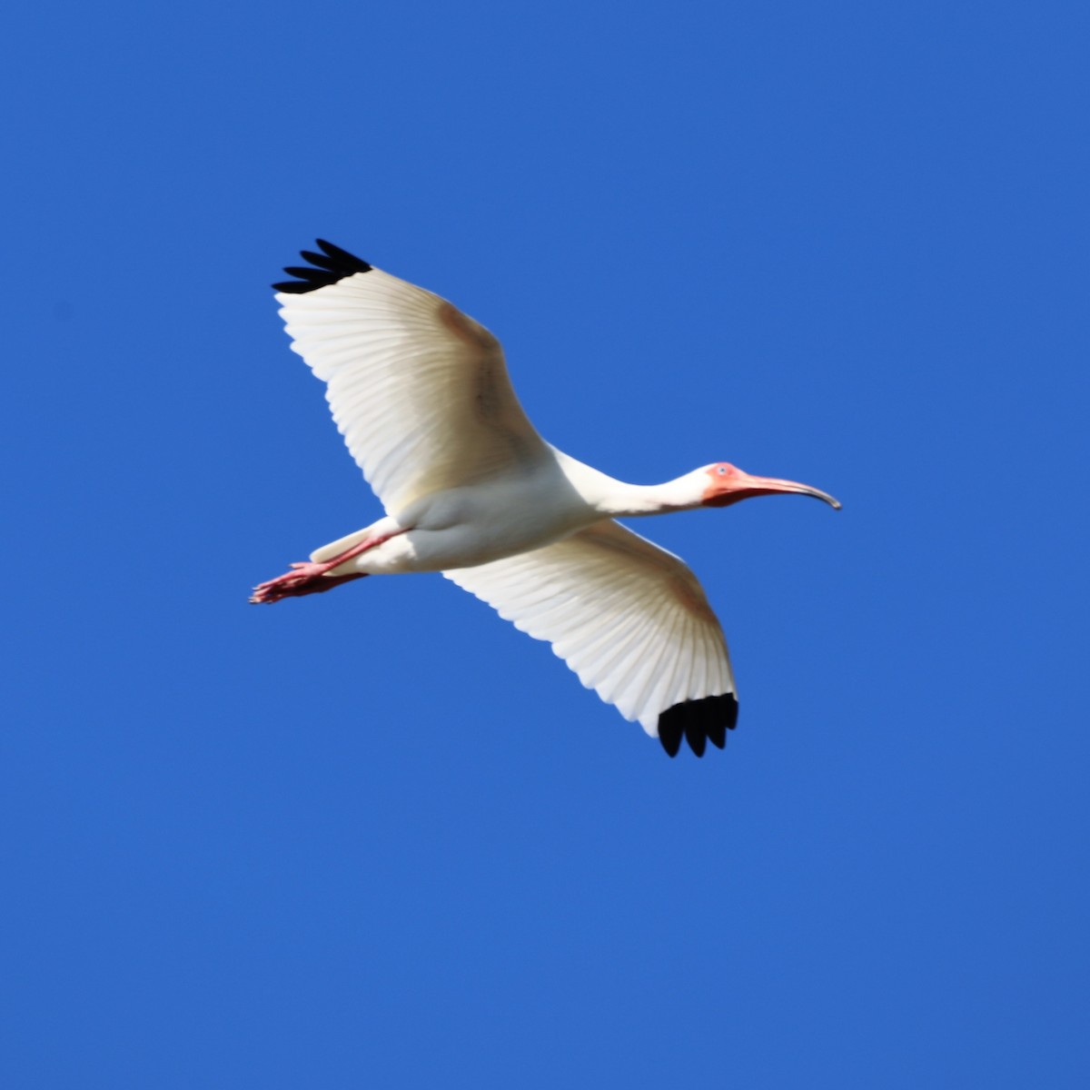 White Ibis - ML441769121