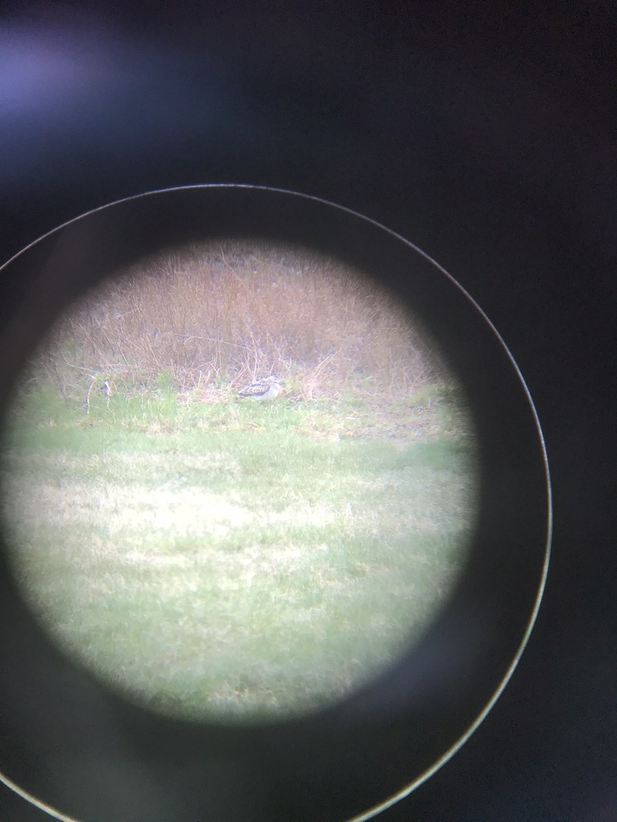 Upland Sandpiper - ML441769231