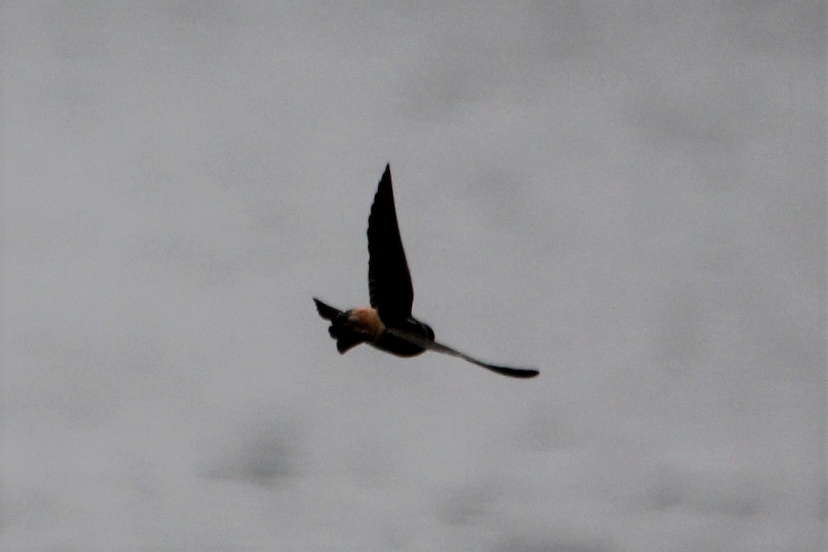 Cliff Swallow - ML441769651