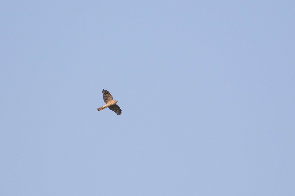 Sharp-shinned Hawk - ML441772931