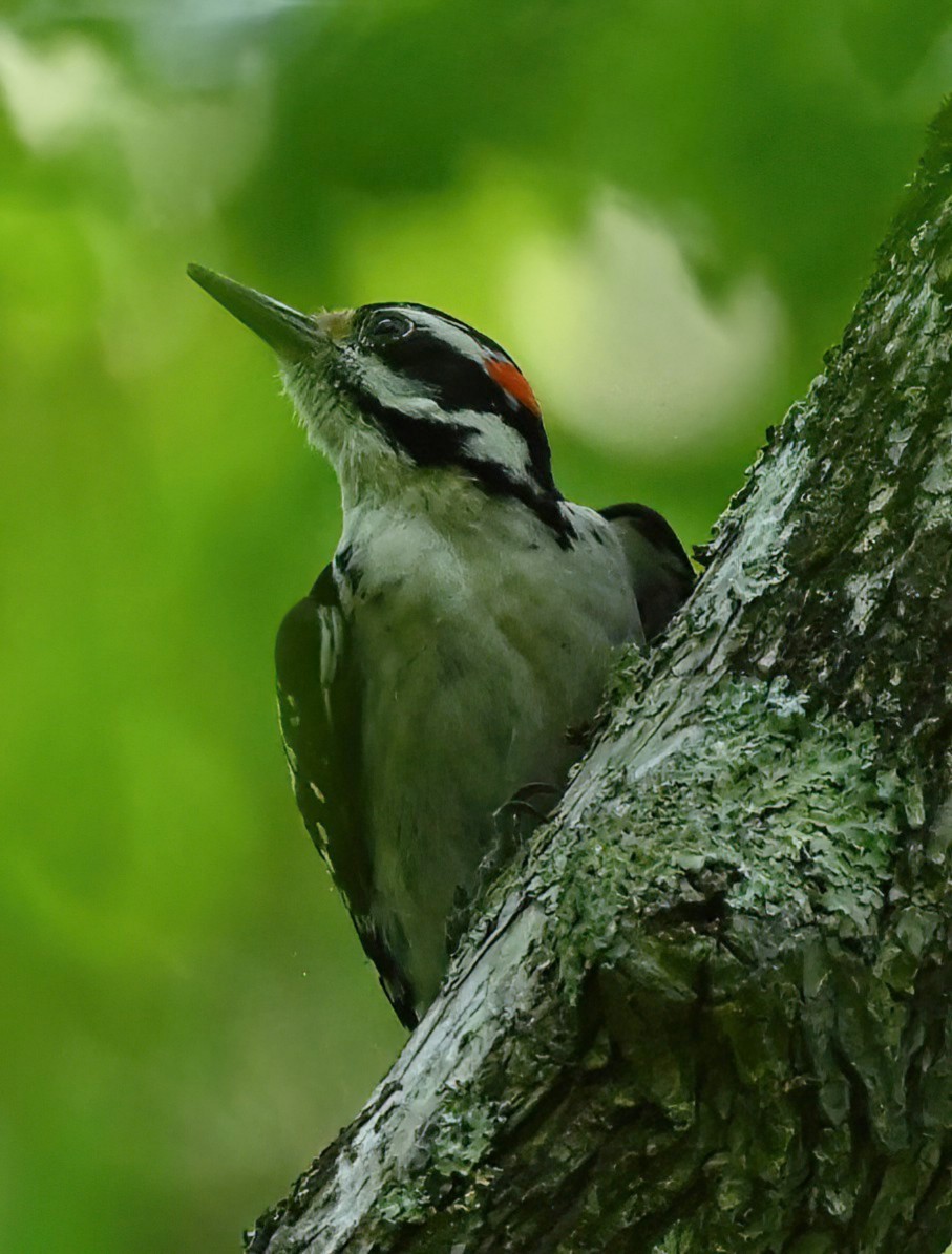 Hairy Woodpecker - ML441773031