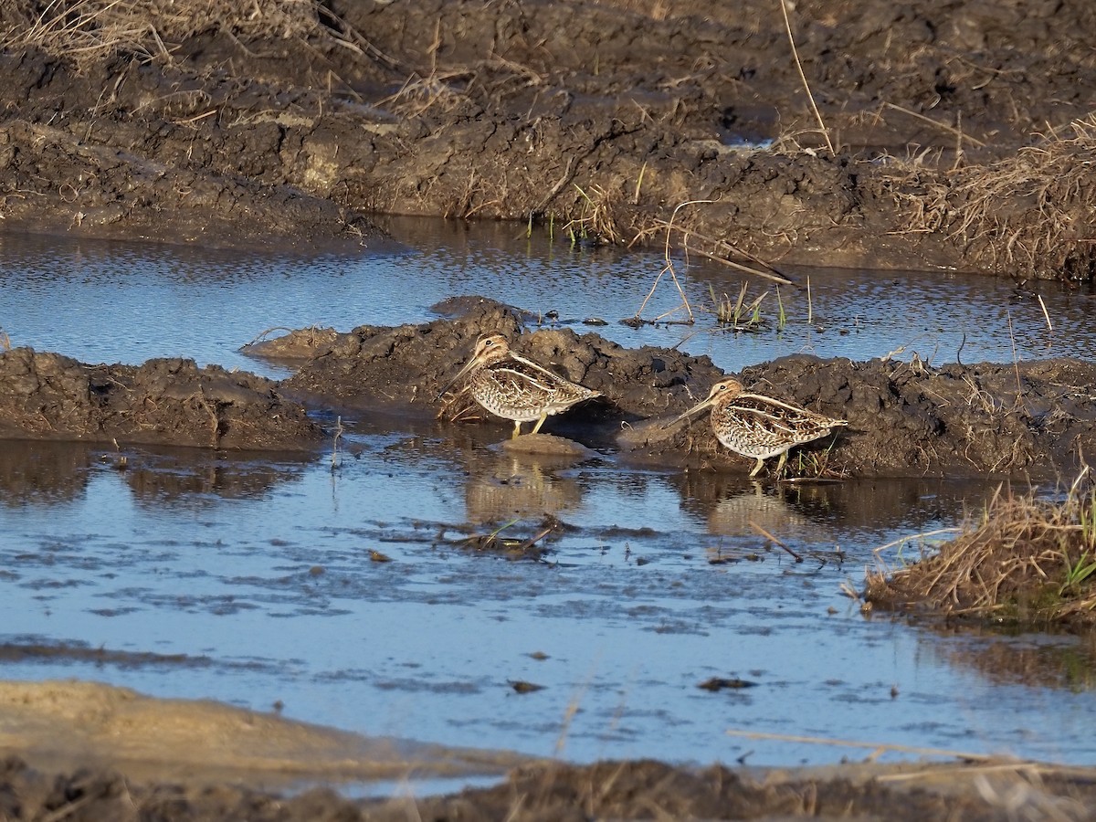 Wilson's Snipe - ML441773111