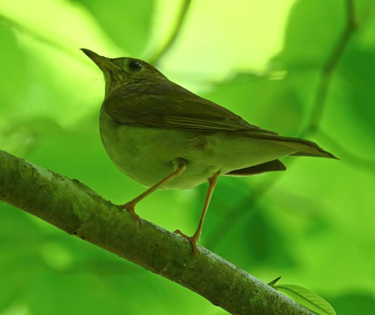 Veery - ML441773641