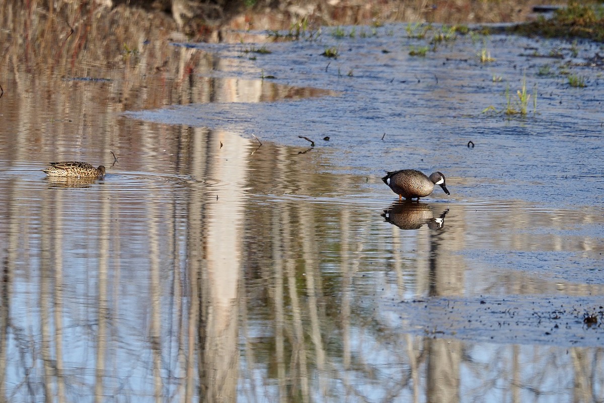 Blue-winged Teal - ML441773891