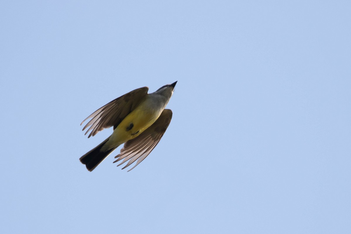 Western Kingbird - ML441774361