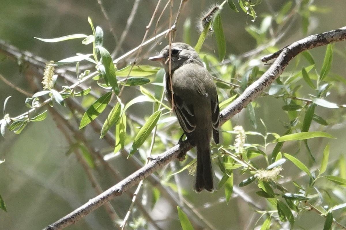 Dusky Flycatcher - ML441774401