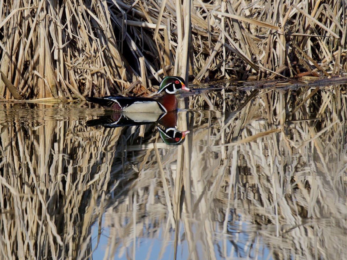 Wood Duck - ML441774451