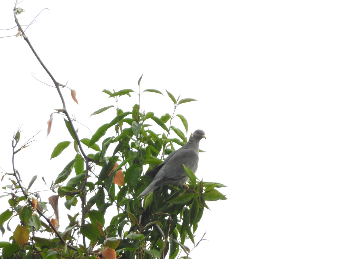Band-tailed Pigeon - Guillermo Funes