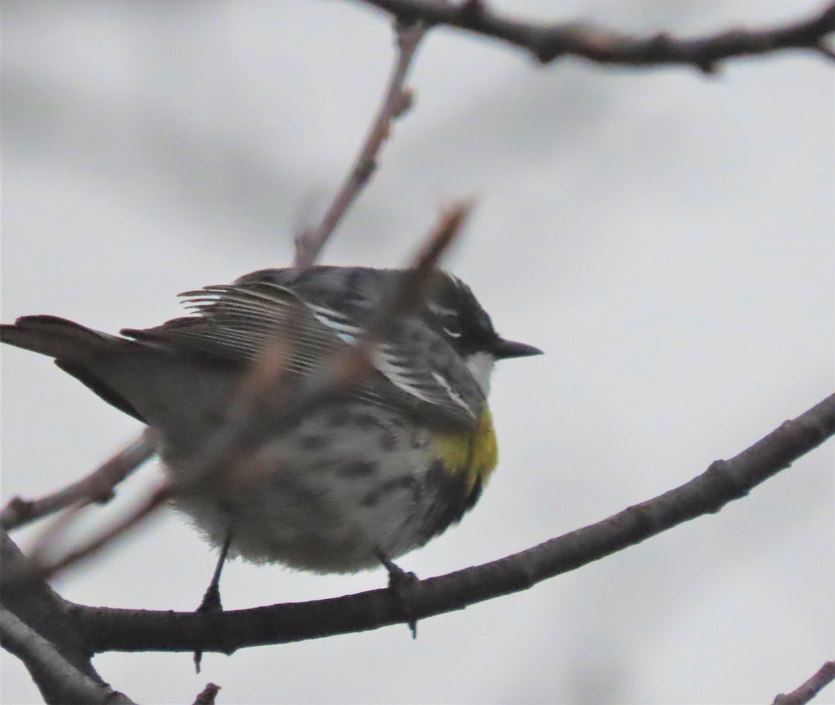 Yellow-rumped Warbler - ML441775721