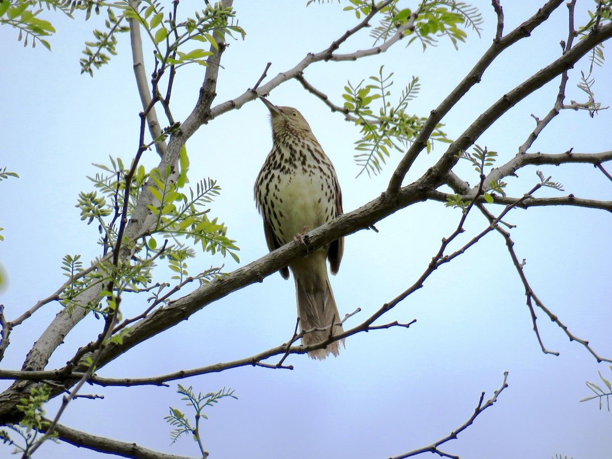 Brown Thrasher - ML44177651