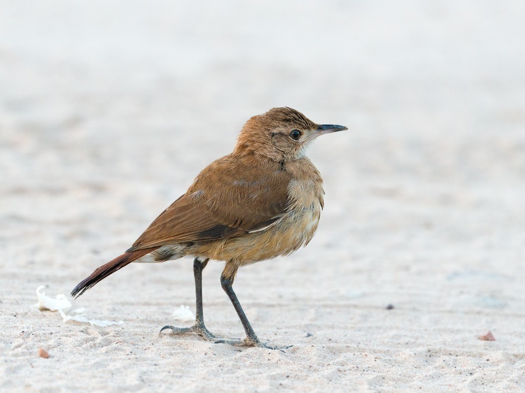 Rufous Hornero - Evaldo Cesari de de Oliveira Jr