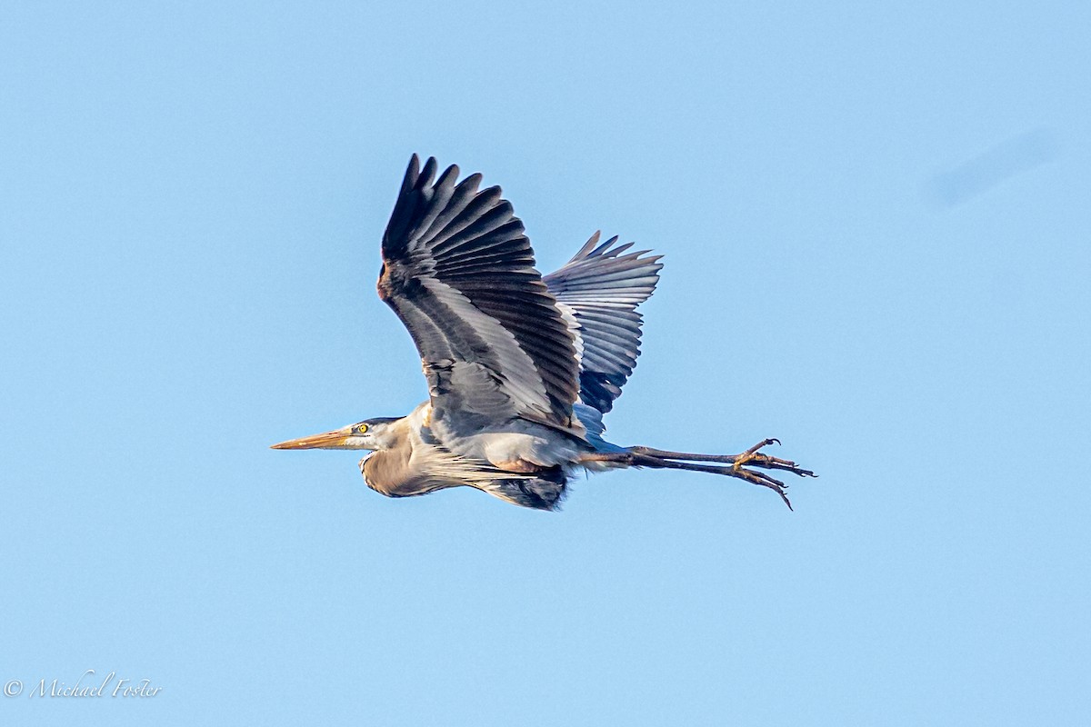 Great Blue Heron - ML441777741