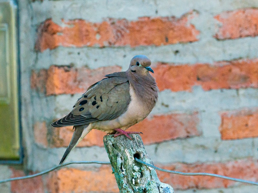 Eared Dove - ML44177791