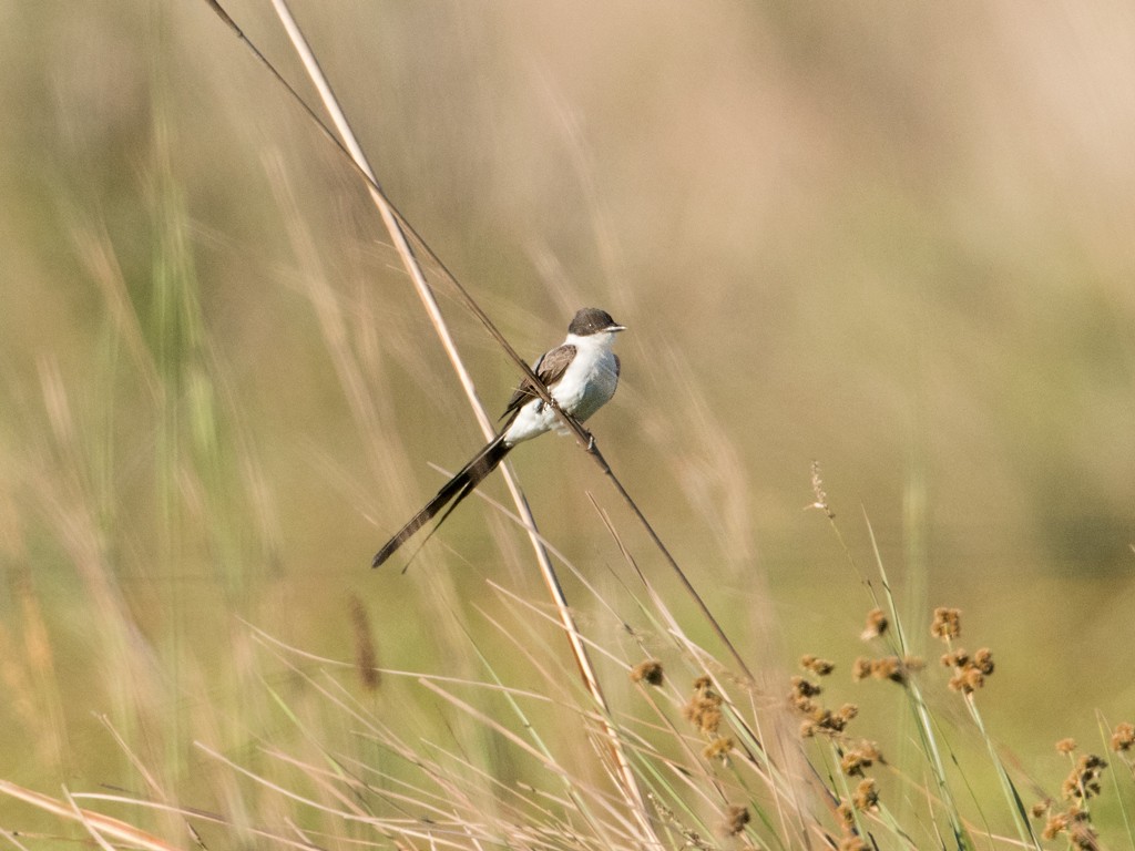 Fork-tailed Flycatcher - ML44177821