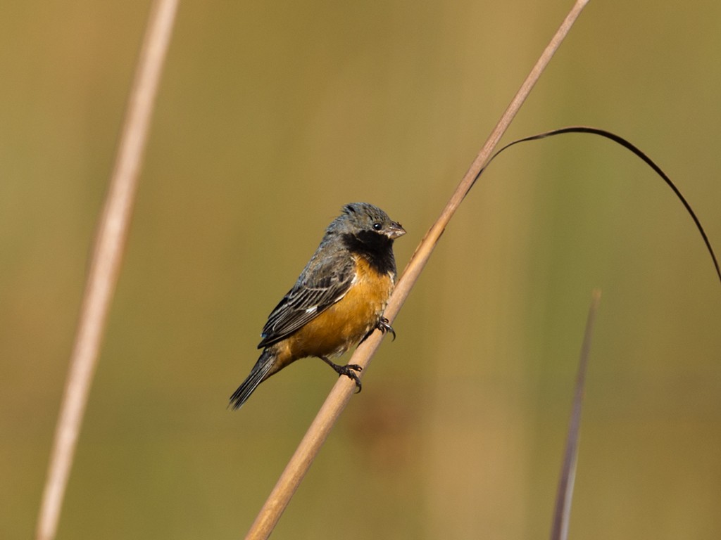 Dark-throated Seedeater - ML44177851