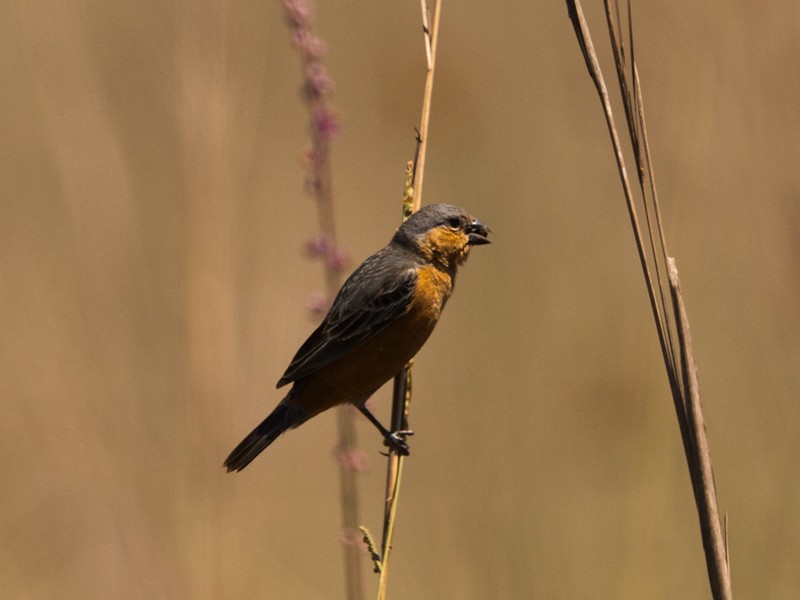 Tawny-bellied Seedeater - ML44177871