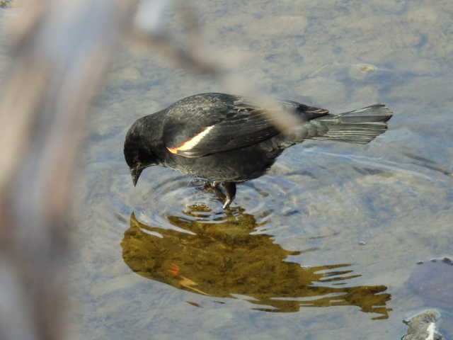 Red-winged Blackbird - Joe McGill