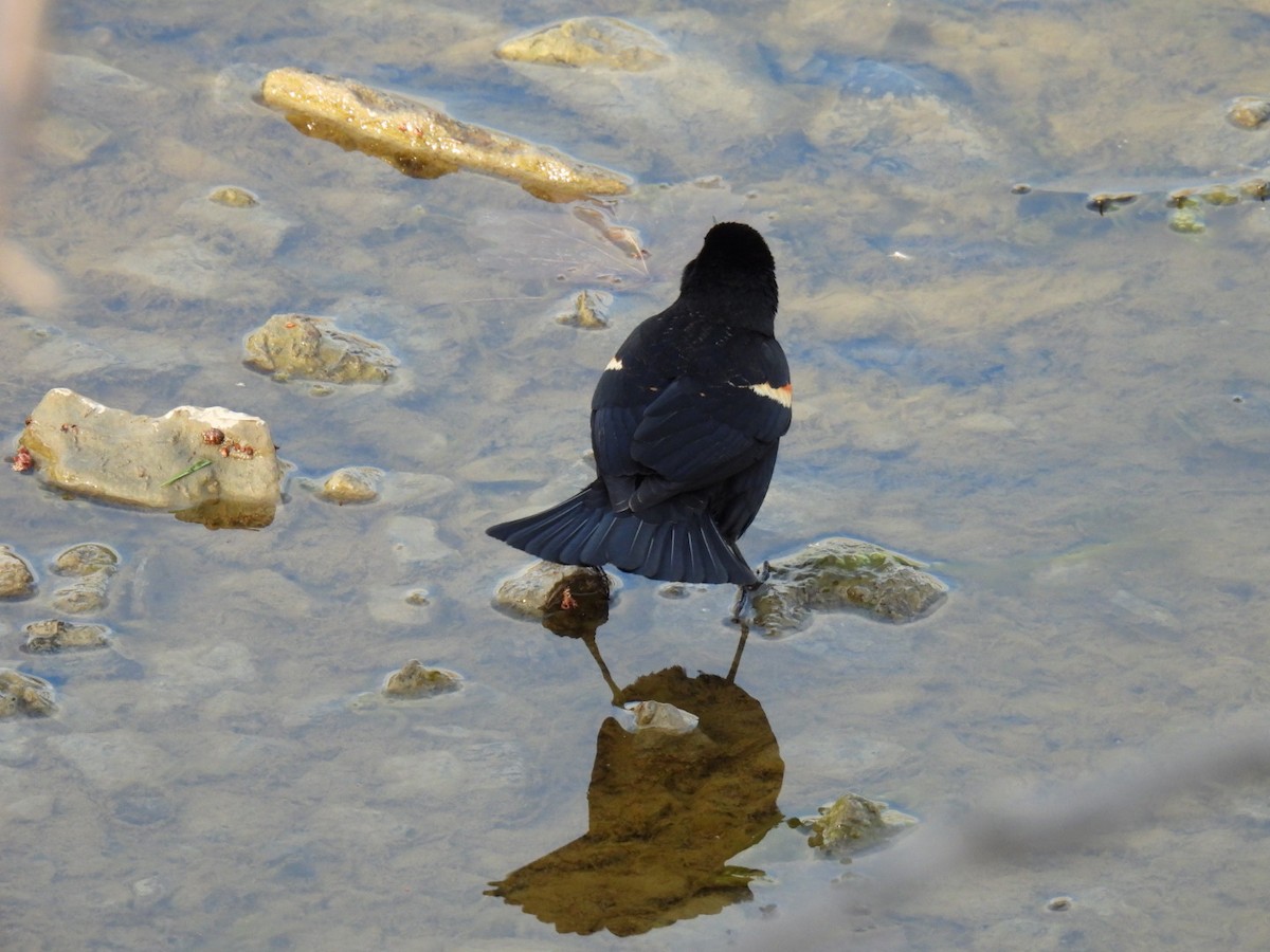 Red-winged Blackbird - Joe McGill