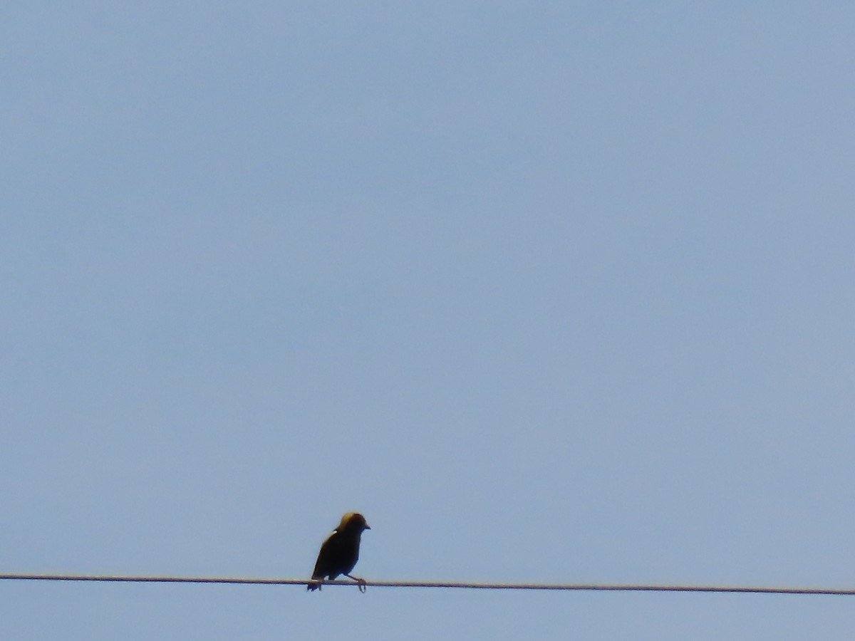 bobolink - ML441781431