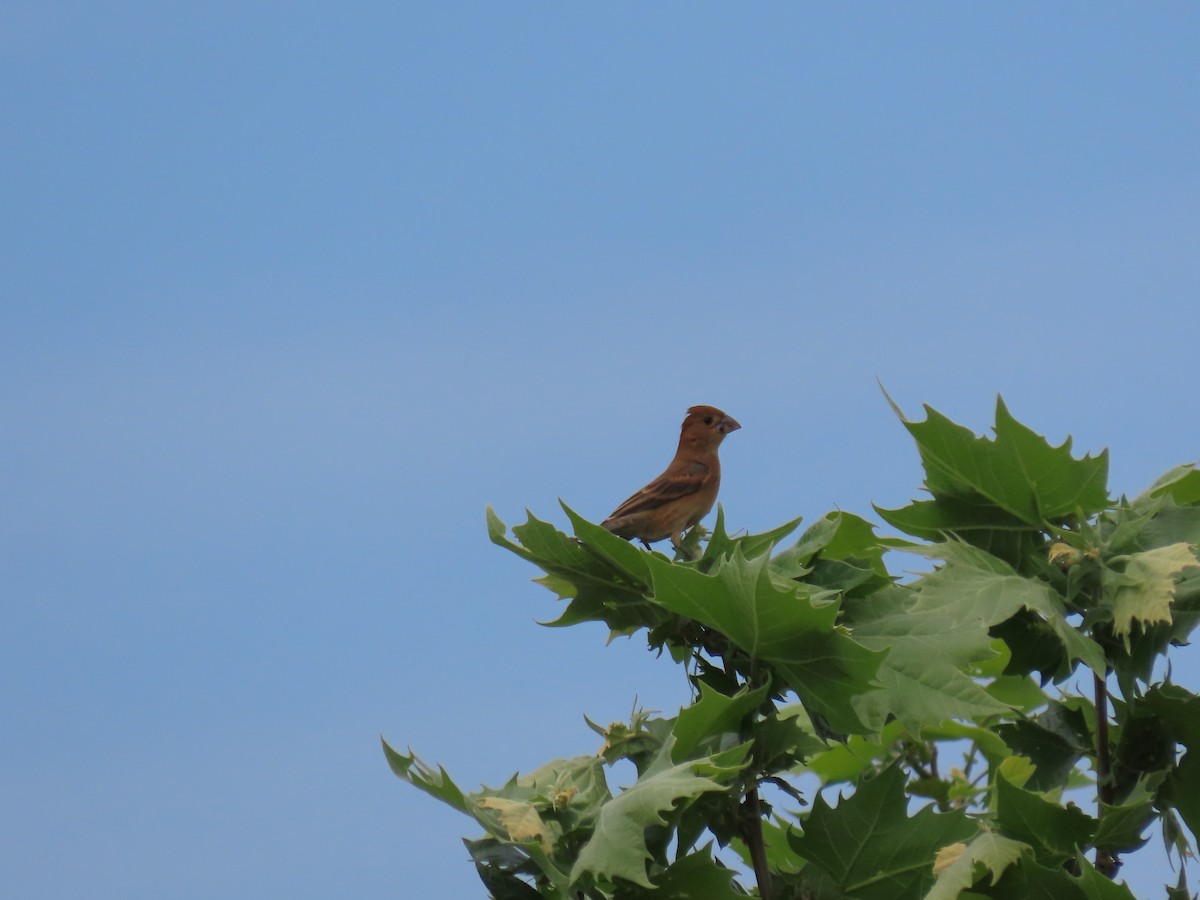 Blue Grosbeak - ML441781831